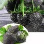 100 PCS Seeds Rare Heirloom Super Black Strawberry Organic