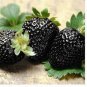 100 PCS Seeds Rare Heirloom Super Black Strawberry Organic