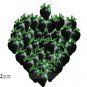 100 PCS Seeds Rare Heirloom Super Black Strawberry Organic