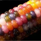 20 PCS Seeds Rare Heirloom Sweet Rainbow Corn Hybrid