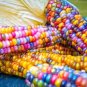 20 PCS Seeds Rare Heirloom Sweet Rainbow Corn Hybrid