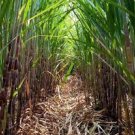 20 PCS Seeds Rare Heirloom Very Sweet Green Sugarcane Organic