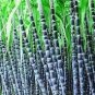20 PCS Seeds Rare Heirloom Very Sweet Green Sugarcane Organic