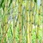 20 PCS Seeds Rare Heirloom Very Sweet Green Sugarcane Organic