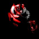 50 PCS Seeds Rare Heirloom White Shrub Flower True