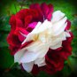 50 PCS Seeds Rare Heirloom White Shrub Flower True