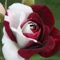 50 PCS Seeds Rare Heirloom White Shrub Flower True