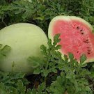 20 PCS Seeds Rare Heirloom White Skin Red Inside Sweet Watermelon 'Bai Niang Zi' Organic