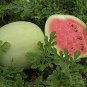 20 PCS Seeds Rare Heirloom White Skin Red Inside Sweet Watermelon 'Bai Niang Zi' Organic