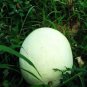 20 PCS Seeds Rare Heirloom White Skin Red Inside Sweet Watermelon 'Bai Niang Zi' Organic