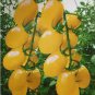 30 PCS Seeds Rare Heirloom Yellow 'Pearl' Cherry Tomato Organic