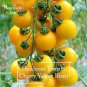 30 PCS Seeds Rare Heirloom Yellow 'Pearl' Cherry Tomato Organic