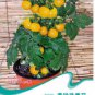 30 PCS Seeds Rare Heirloom Yellow 'Pearl' Cherry Tomato Organic