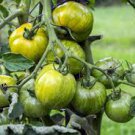 20 PCS Seeds Rare Heirloom Yellow Tomato with Green Stripe