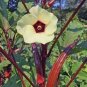 20 PCS Seeds Rare Hill Country Green Okra with red stripe herb vegetables