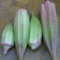 20 PCS Seeds Rare Hill Country Green Okra with red stripe herb vegetables