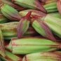 20 PCS Seeds Rare Hill Country Green Okra with red stripe herb vegetables