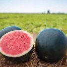 10 PCS Seeds RARE Hokkaido Black Watermelon 10 PCS Seeds RARE Hokkaido Black Watermelon