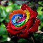 100 PCS Seeds Rare Holland Rainbow Rose Flowers Lover Colorful Perennial Flower Garden Plants Bonsai