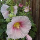 100 PCS Seeds Rare Hollyhock Flower Seeds Light Pink Flowers with Rose Pink Centre