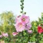 100 PCS Seeds Rare Hollyhock Flower Seeds Light Pink Flowers with Rose Pink Centre