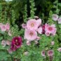 100 PCS Seeds Rare Hollyhock Flower Seeds Light Pink Flowers with Rose Pink Centre