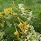 100 PCS Seeds Rare Honeysuckle Bonsai Garden Climbing Perennial 100 PCS Seeds Rare Honeysuckle Bonsai Garden Climbing Perennial