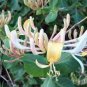 100 PCS Seeds Rare Honeysuckle Bonsai Garden Climbing Perennial