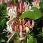 100 PCS Seeds Rare Honeysuckle Bonsai Garden Climbing Perennial