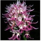 100 PCS Seeds Rare Human Face Orchid Perennial Plant Flowers 100 PCS Seeds Rare Human Face Orchid Perennial Plant Flowers