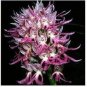 100 PCS Seeds Rare Human Face Orchid Perennial Plant Flowers