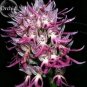 100 PCS Seeds Rare Human Face Orchid Perennial Plant Flowers