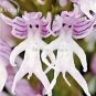 100 PCS Seeds Rare Human Face Orchid Perennial Plant Flowers