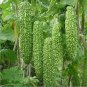 5 PCS Seeds Rare Hybrid 'Black Pearl' Bitter Melon F1