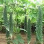5 PCS Seeds Rare Hybrid 'Black Pearl' Bitter Melon F1