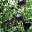 20 PCS Seeds Rare Hybrid Bright Black Tomato Middle-sized Fruit Edible Vegetables