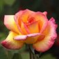 50 PCS Seeds Rare Hybrid Light Pink Yellow Rose Seedling Flower