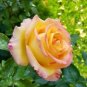 50 PCS Seeds Rare Hybrid Light Pink Yellow Rose Seedling Flower