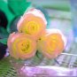 50 PCS Seeds Rare Hybrid Light Pink Yellow Rose Seedling Flower