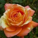 50 PCS Seeds Rare Hybrid Yellow Orange Rose Plant