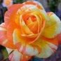 50 PCS Seeds Rare Hybrid Yellow Orange Rose Plant