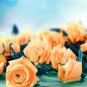 50 PCS Seeds Rare Hybrid Yellow Orange Rose Plant