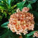 100 PCS Seeds Rare Hydrangea Seeds Light Orangish Red with Green Colors 100 PCS Seeds Rare Hydrangea Seeds Light Orangish Red with Green Colors