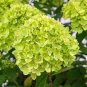 100 PCS Seeds Rare Hydrangea Seeds Light Orangish Red with Green Colors
