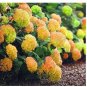 100 PCS Seeds Rare Hydrangea Seeds Light Orangish Red with Green Colors