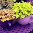 100 PCS Seeds Rare Imported Bonsai Heuchera Bonsai Coral Flower 100 PCS Seeds Rare Imported Bonsai Heuchera Bonsai Coral Flower
