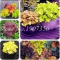 100 PCS Seeds Rare Imported Bonsai Heuchera Bonsai Coral Flower
