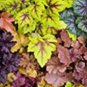 100 PCS Seeds Rare Imported Bonsai Heuchera Bonsai Coral Flower