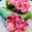 10 PCS Seeds Rare Imported Pink Rose Bliss Finger Lime Plant 10 PCS Seeds Rare Imported Pink Rose Bliss Finger Lime Plant