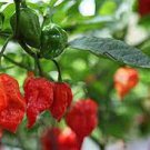 50 PCS Seeds Rare Indian Ghost Chili Pepper Seeds the Hottest Pepper in the World